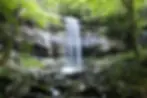 ree