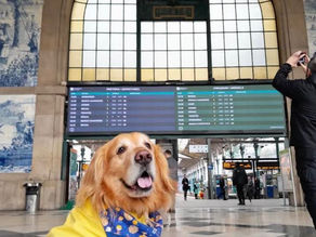 Descobrir Portugal com o seu pet 🐾 Estação de São Bento, Porto