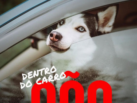 Cuidados a ter com o seu pet em dias de calor