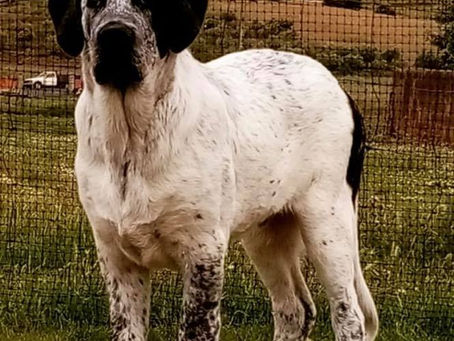 Raças de Cães: Rafeiro do Alentejo