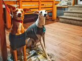 Restaurantes Pet Friendly 🐾 Taberna do Careca, Cete, Porto