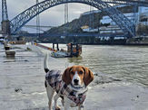 Descobrir Portugal com o seu pet 🐾 Ponte "D." Luís I, Porto