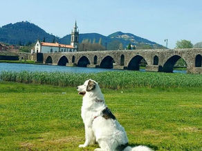 Descobrir Portugal com o seu pet 🐾 Ponte de Lima