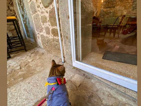 Cafés Pet Friendly 🐾 Columbus Café & Co, Braga