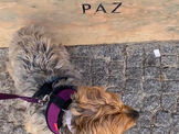 Descobrir Setúbal com o seu pet 🐾 Largo da Paz