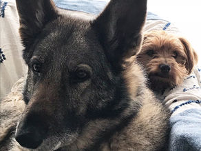 Manifesto Pet Friendly 🐾 peso e tamanho