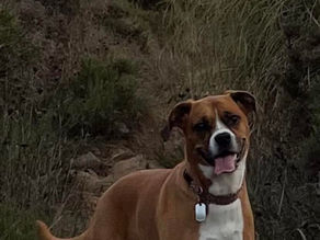Pet Turistas 🐾 os favoritos da Maria