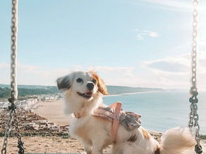 Descobrir Portugal com o seu pet 🐾 Baloiço da Nazaré