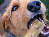 Sugestão Lenda 🐾  Alimentos Tóxicos para Cães - O que Evitar? 
