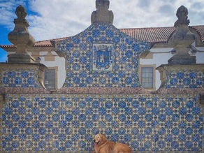 Descobre Portugal com o teu pet 🐾 Viseu