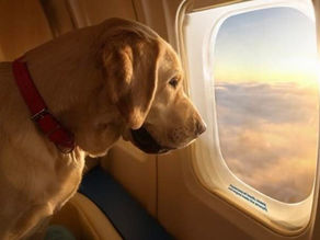Bark Air 🐾 a primeira companhia aérea para os pet turistas