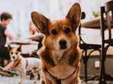 Restaurante Petfriendly🐾 Bowls&Bar, Lisboa