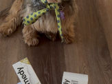 Férias com animais – pequenos truques da Pet Remedy para experiências mais tranquilas