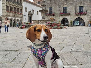 Descobrir Portugal com o seu pet 🐾 Viana do Castelo