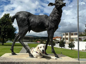 Descobrir Portugal com o seu pet 🐾 Vila Nova de Cerveira