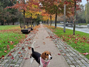 Espaços verdes na cidade 🐾 Parque da Quinta das Conchas e dos Lilases, Lumiar, Lisboa