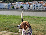 Descobrir Portugal com o teu pet 🐾Alcácer do Sal