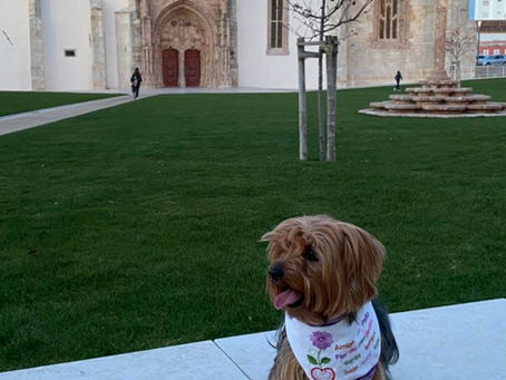 Descubra Portugal com o seu pet 🐾 Convento Jesus, Setúbal