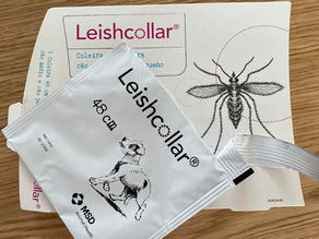 Pet cuidados de Saúde 🐾 Prevenção da leishmaniose