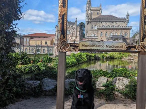 Sugestões de cãoMinhadas 🐾 Mata Nacional do Bussaco