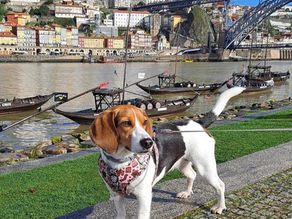 Descobrir Portugal com o seu Pet 🐾 Vila Nova de Gaia
