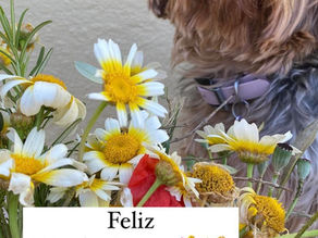Hoje é 🐾 Dia da Espiga 💐 🌾