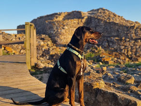 Descobrir Portugal com o seu pet 🐾 Castro do Zambujal, Torres Vedras