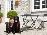 PetFriendly Collection  🐾    Hotel Meira, Vila Praia de Âncora
