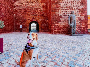 Descobrir Portugal com o seu pet 🐾 Castelo de Silves