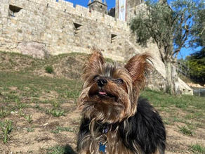 Descobrir Portugal com o seu pet 🐾 Castelo de Santa Maria da Feira