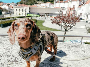 Descobrir Portugal com o seu pet 🐾 Leiria