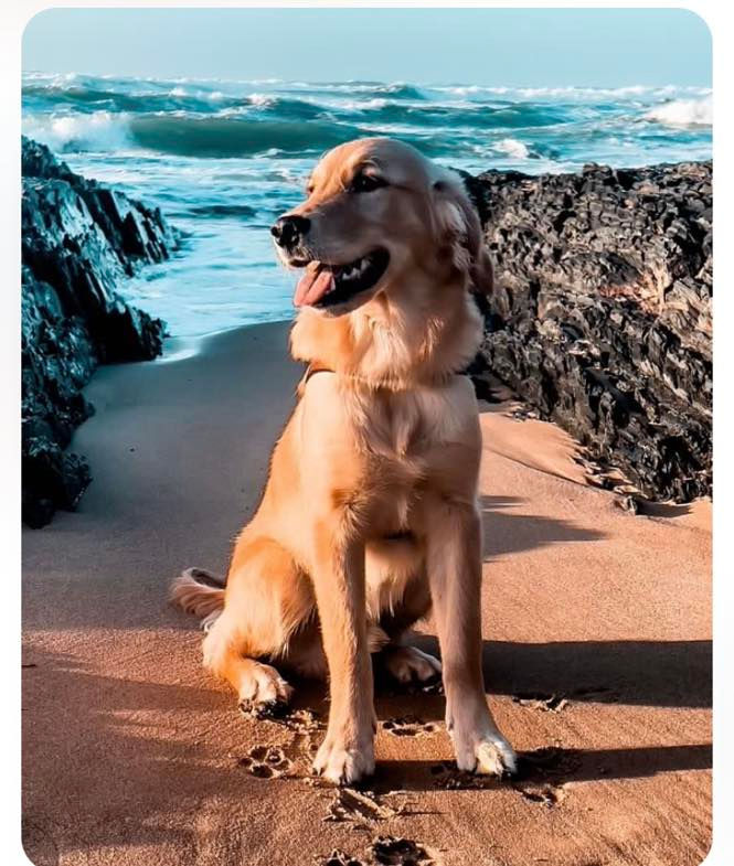 Benji