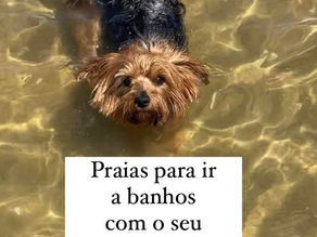 Praias para ir no Verão com o seu pet 🐾 Alentejo