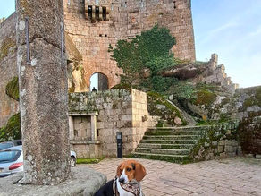 Descobre Portugal com o teu pet 🐾 Sortelha