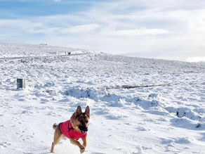 Descobrir Portugal com o seu pet 🐾 Serra do Larouco, Montalegre