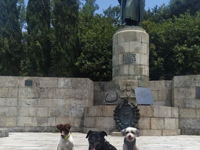 Descobrir Portugal com o seu pet 🐾 Guimarães