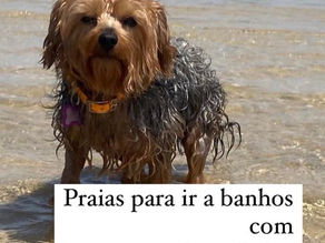 Praias para ir no Verão com o seu pet 🐾 Algarve