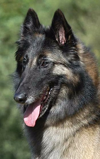 Ch Tintigny Making Mayhem, BOB & BIS all 4 Varieties of Belgian Shepherd Dogs, twice BVIS all four varieties