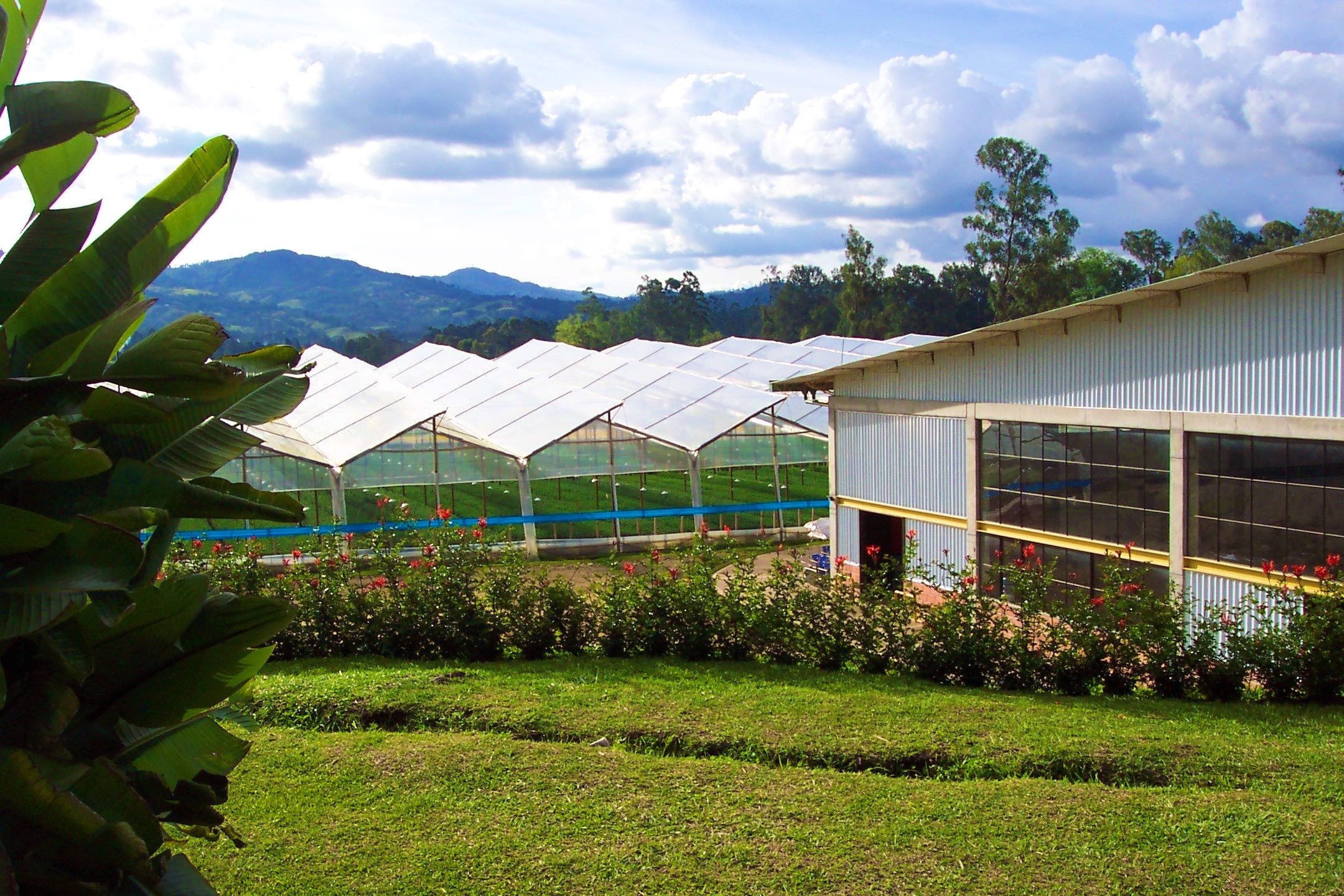 Fresh Cut Flowers The Queen's Flowers United States