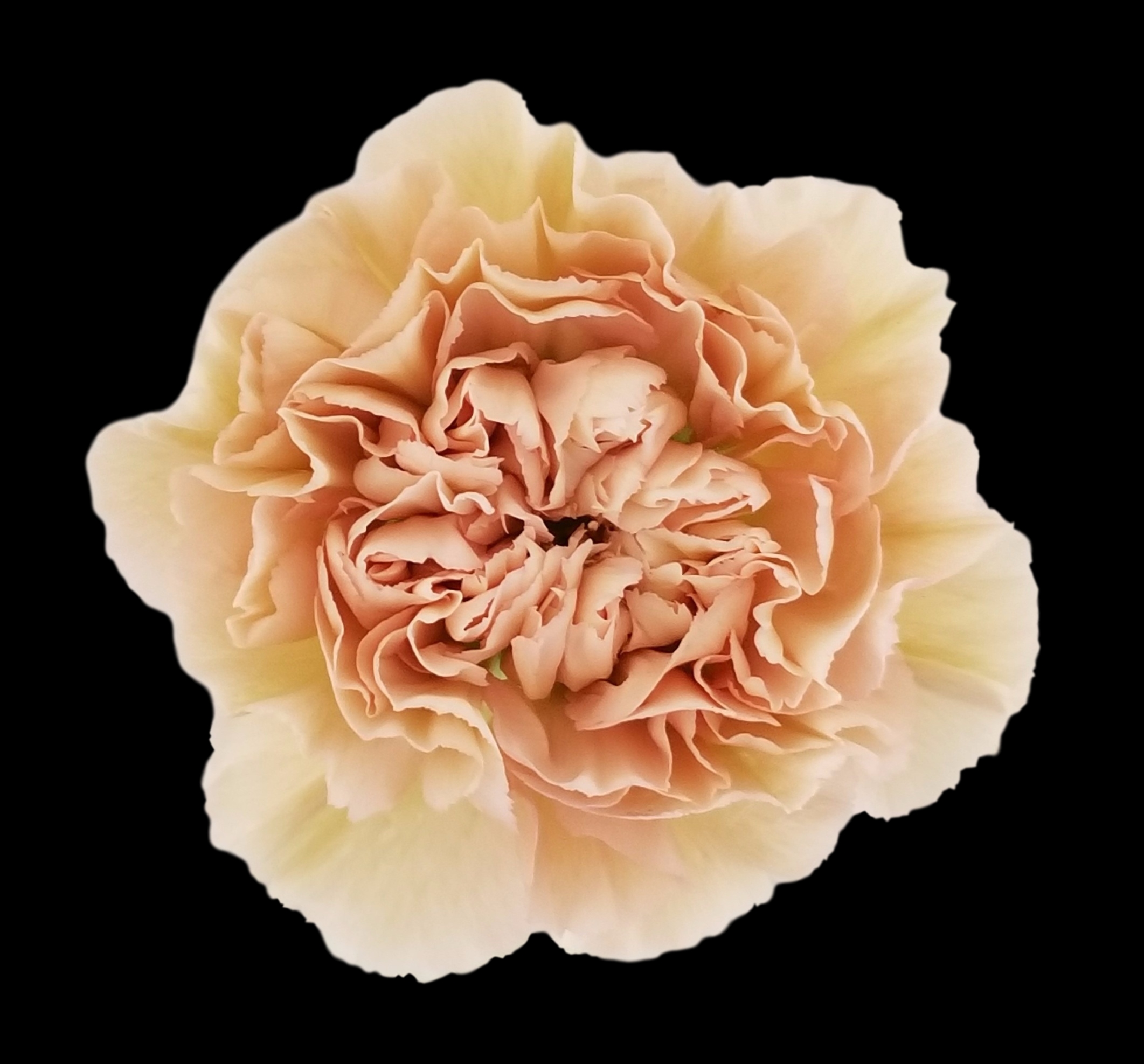 Carnation Vintage | solefarmsnew