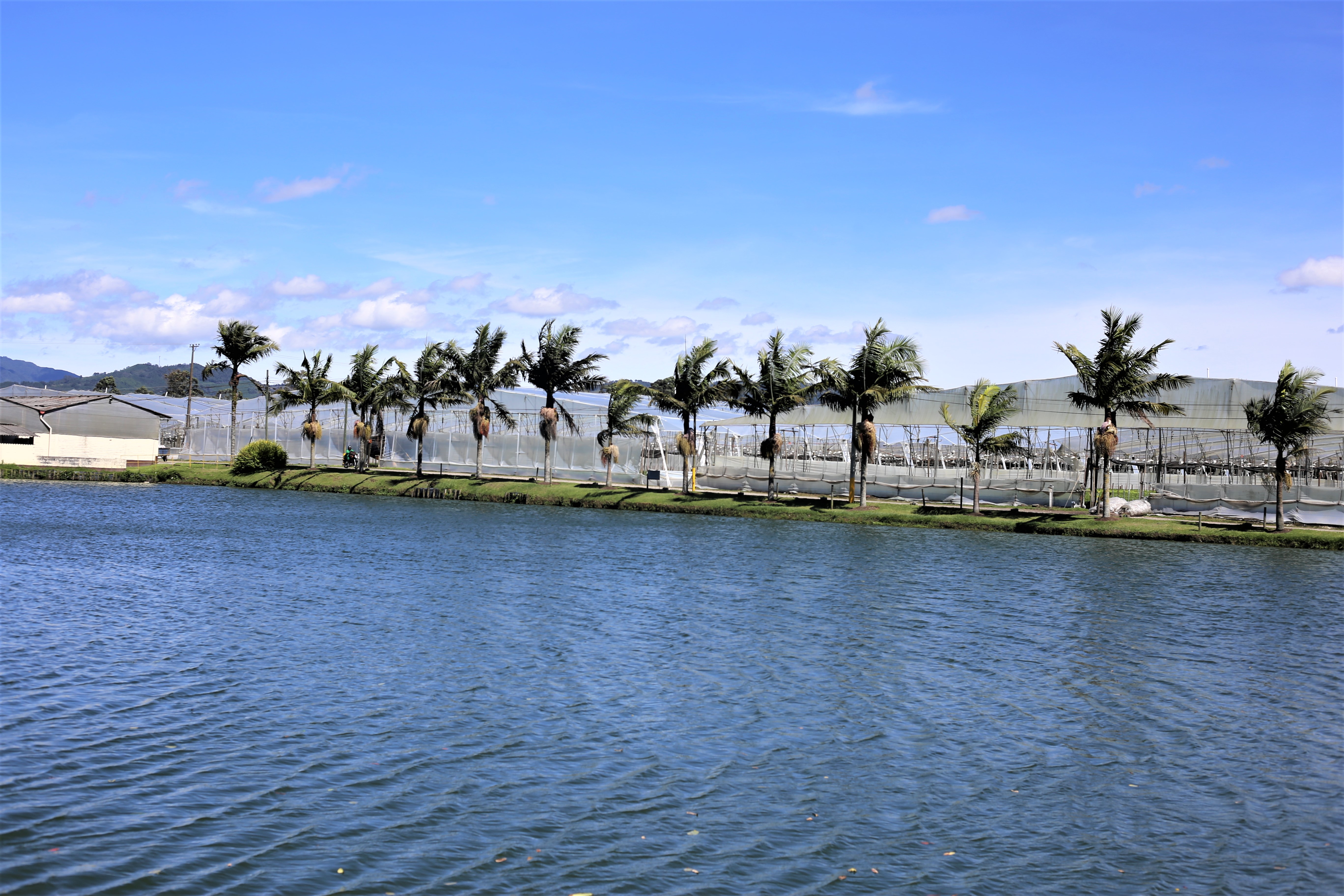 Fresh Cut Flowers The Queen's Flowers United States