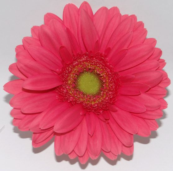 Aviances - hot pink