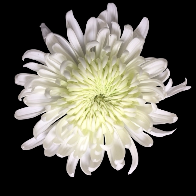 Magnum - white