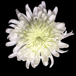 Magnum - white