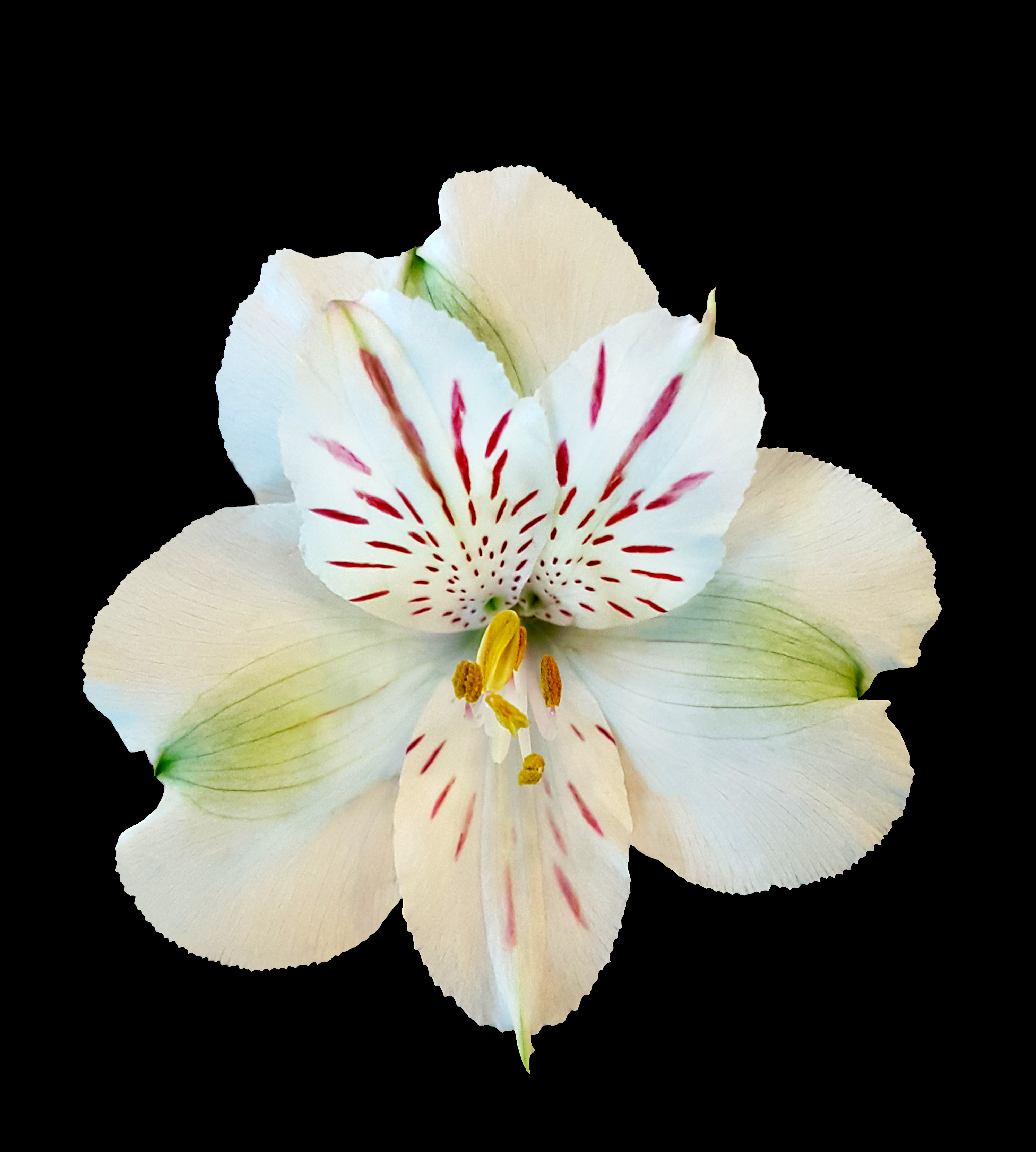 Snowtime - white