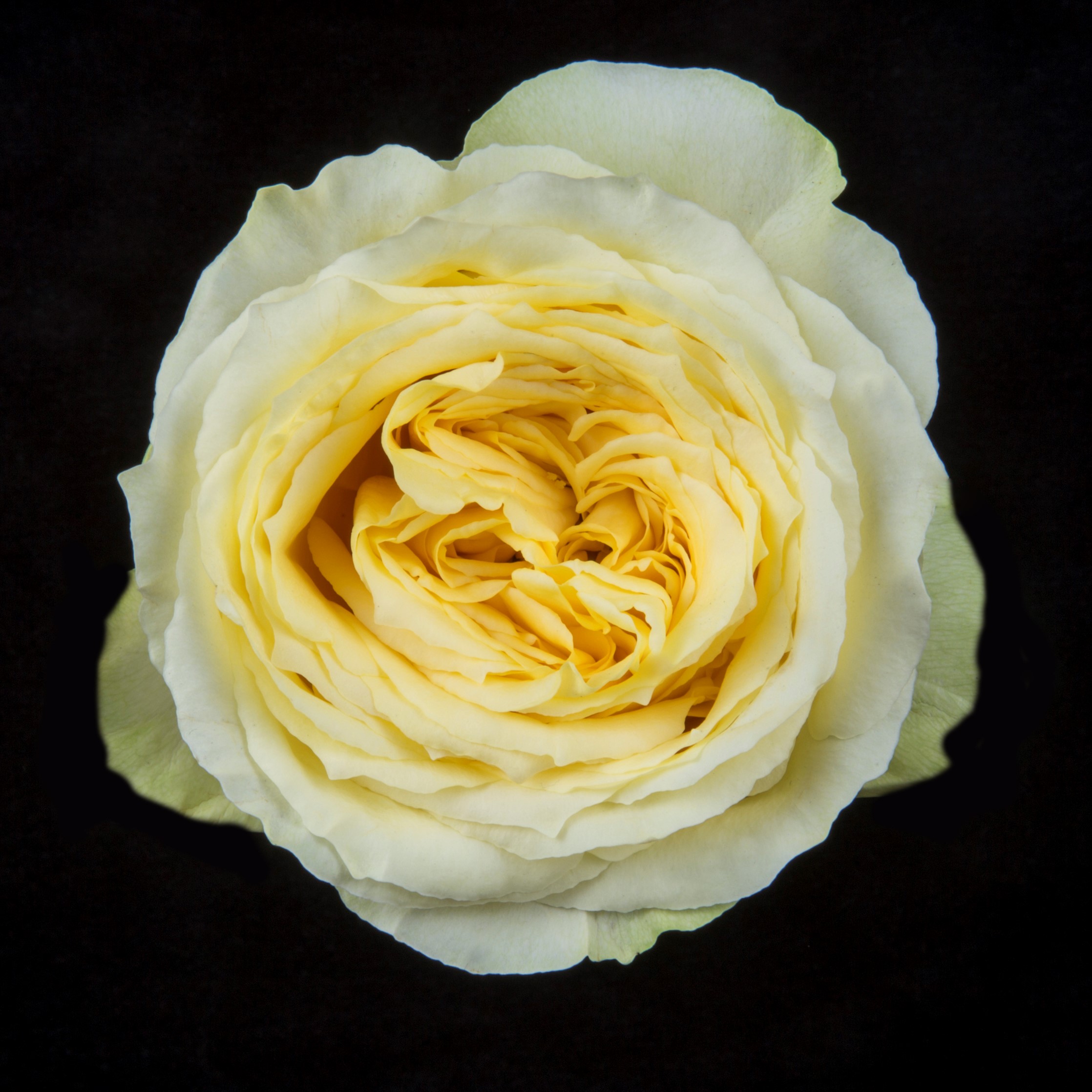 Garden Roses | solefarmsnew