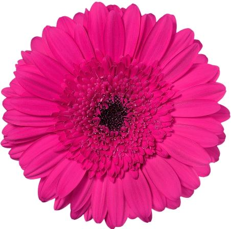 Fernanda - hot pink