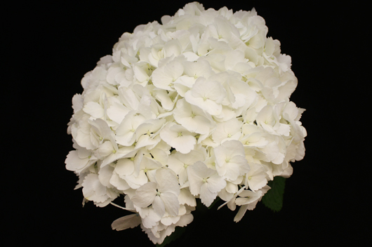 Jumbo White Hydrangea