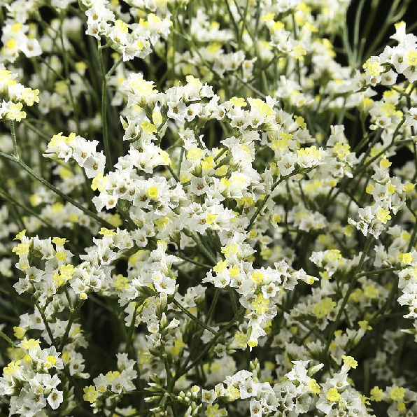 White Sinesis