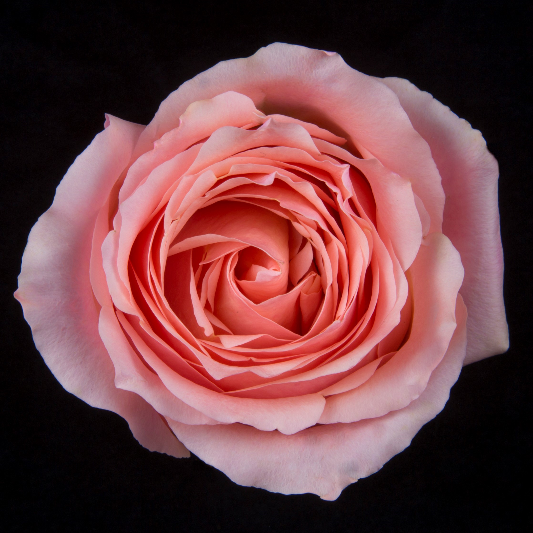 Garden Roses | solefarmsnew